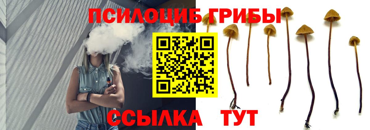 Галлюциногенные грибы Psilocybine cubensis Курчалой